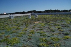 building green in NW FL