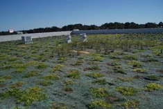 A green rooftop seeded with various types of drought-resistant plants