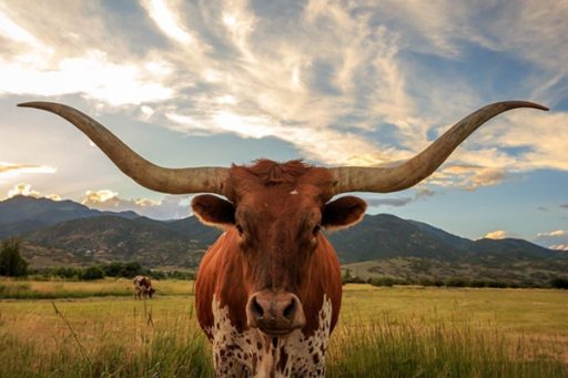 Texas Weather Alerts