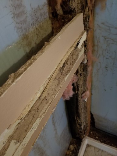 Termite Damage